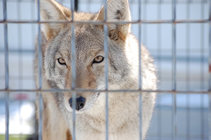 A Coyote Watching Through The Fence