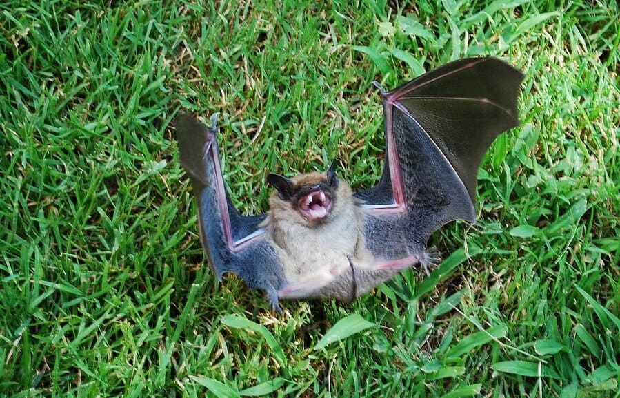 Bat On Grass