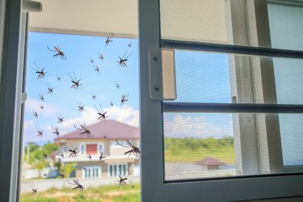 Bugs On Balcony Window