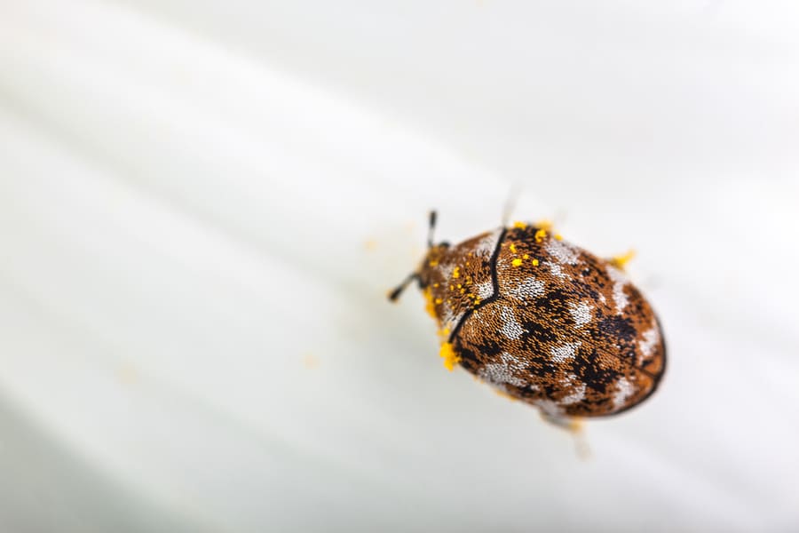 Carpet Beetle On A White Daisy