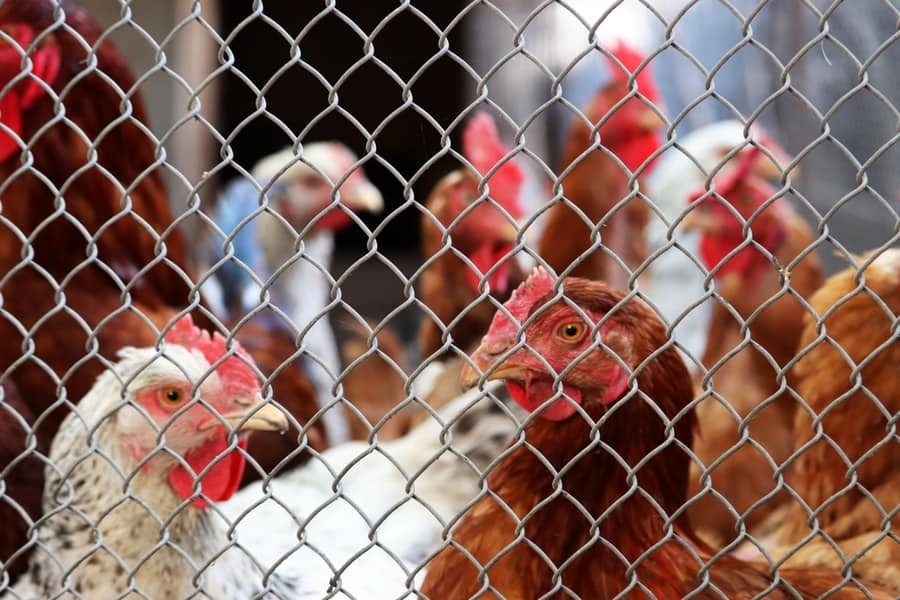 Chicken Coop Wire