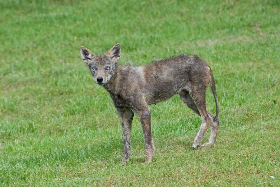 Young Coyote Walking On Grass