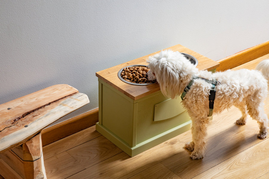 Elevated Food Bowl