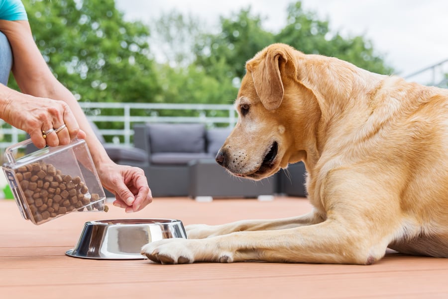 Keeping Mice Away From Dog Food