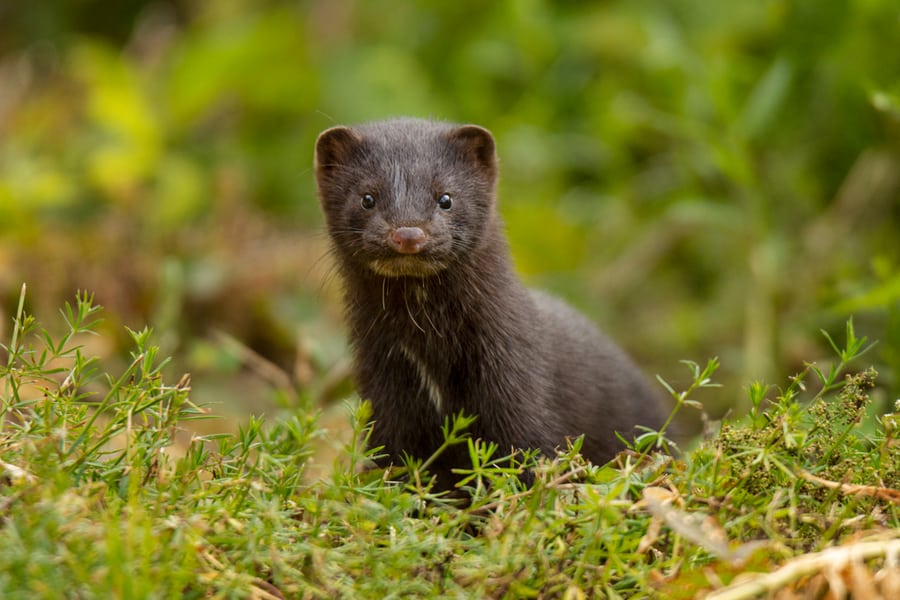 Mink, A Terror For Chickens