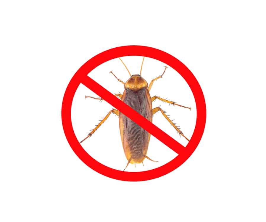 Strategies To Control The Roaches
