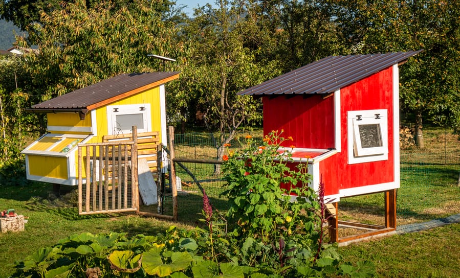 Uplifted Chicken Coops