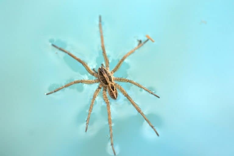 How To Keep Wolf Spiders Out of Pool BeatPests