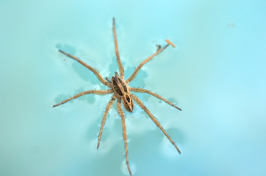 Wolf Spider Out Of Pool