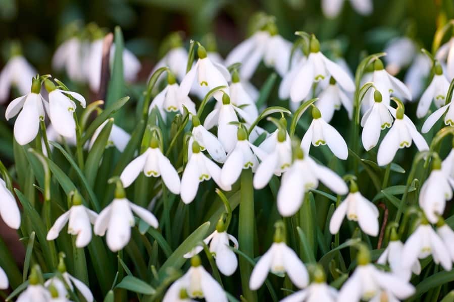 5. Common Snowdrop