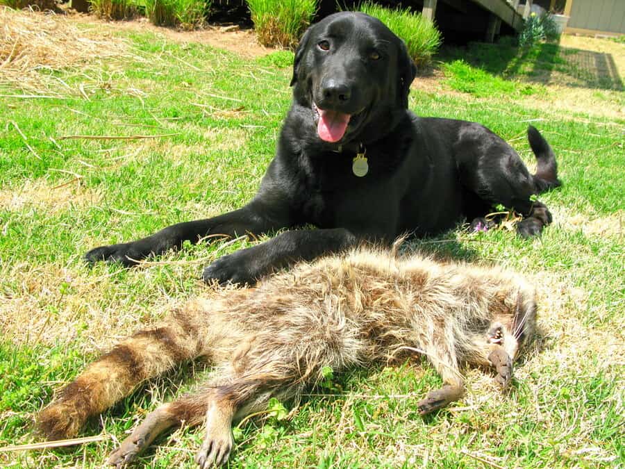 A Black Guard Dog Is Sitting Next To The Dead Coyote In The Garden