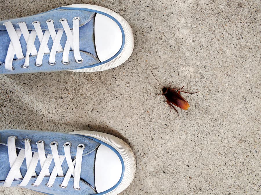 A Cockroach Seen By A Man