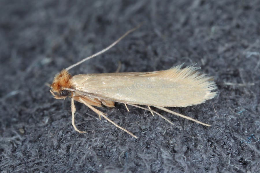 A Common Clothes Moth
