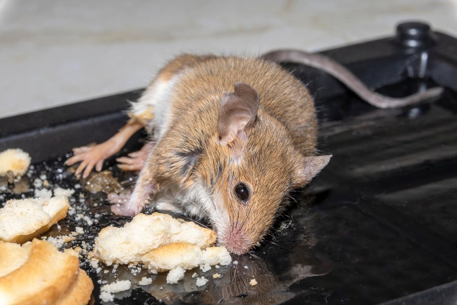 A Common Wild Mouse Found Dead Stuck To A Rodent Glue Trap