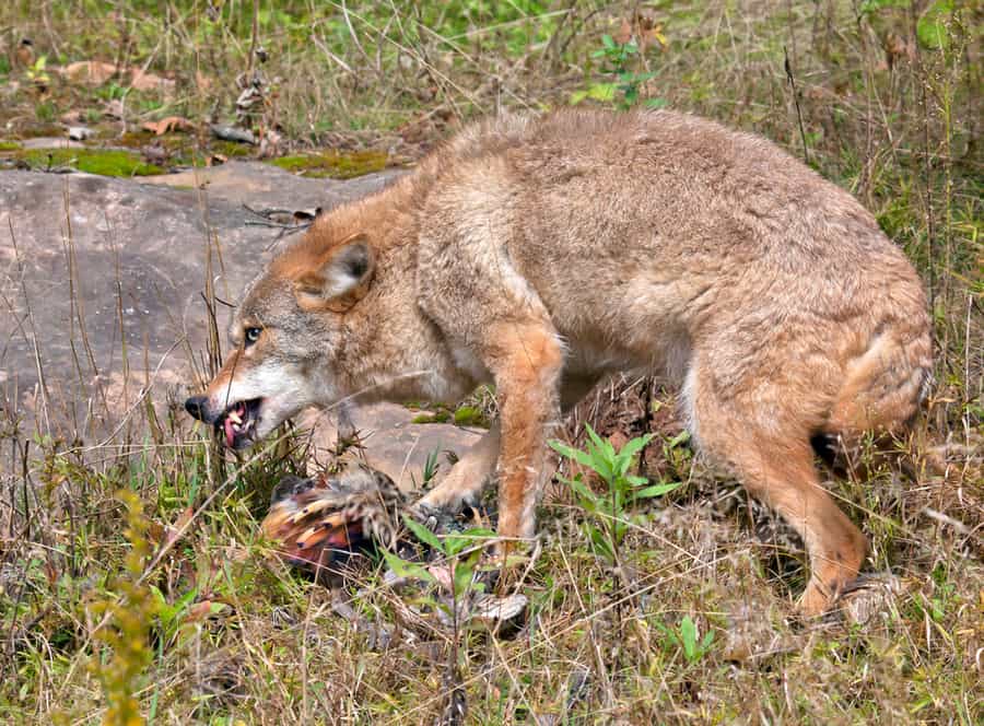 A Coyote Is Eating A Bird And Showing His Teeth