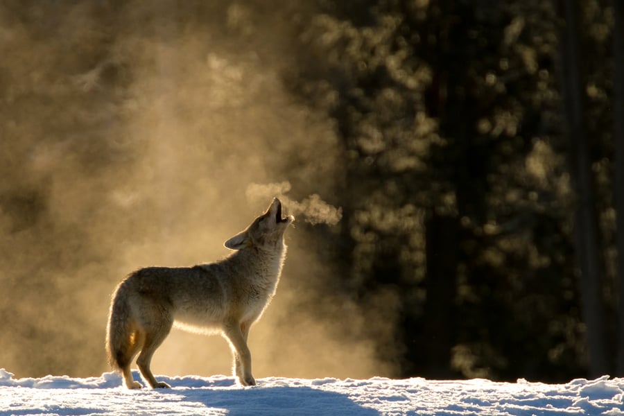 A Coyote Is Howling In Snow And Showing His Presence