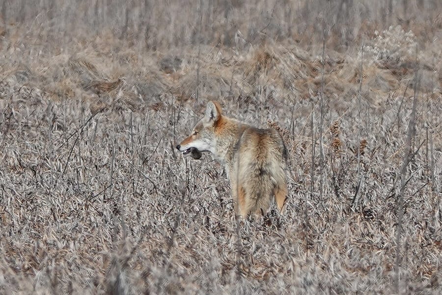 A Coyote Is Hunting In The Field For Food
