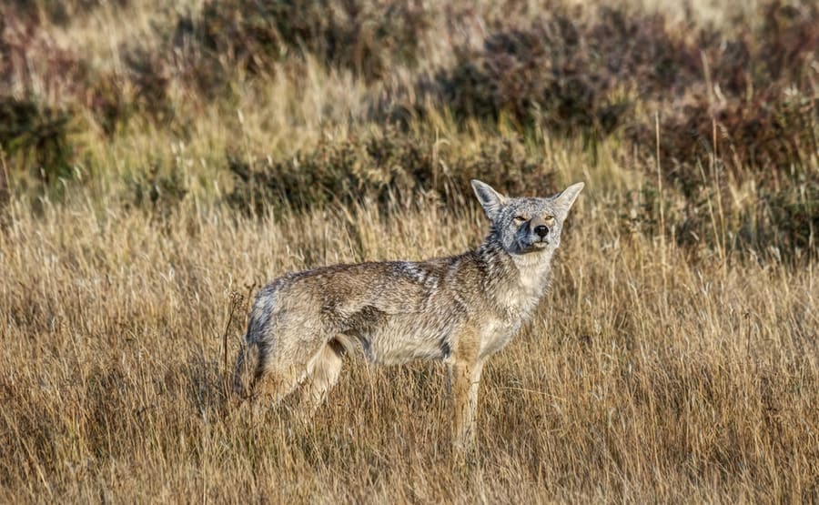A Coyote Is Smelling Something Unwanted On A Wind
