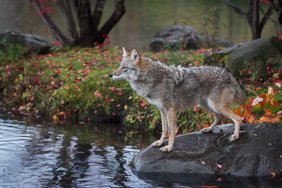 A Coyote Is Standing On The Rock Finding The Way To Cross It