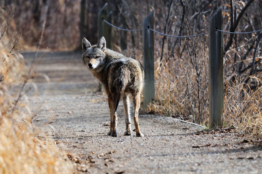 A Coyote Is Walking Along The Path