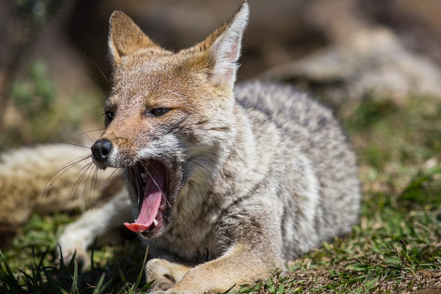 A Coyote Is Yawning
