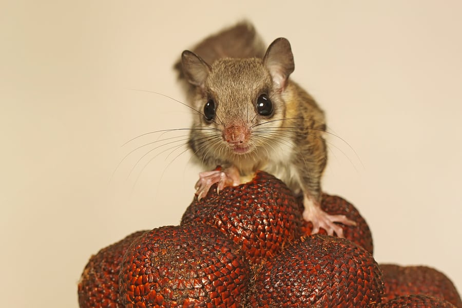 A Flying Squirrel On A Snakefruit