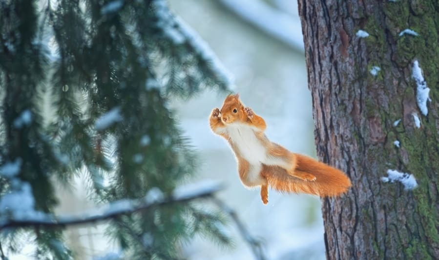 A Flying Squirrel