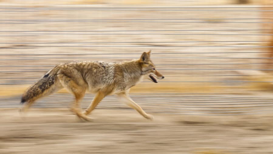 A Frightened Coyote Is Running Away