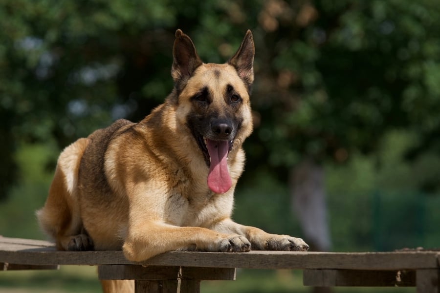 A German Shepherd Is Sitting In The Yard To Provide Protection