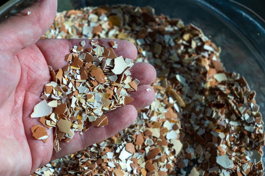 A Hand Holding Crushed Eggshells