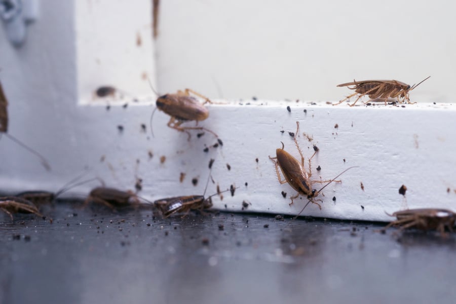 A Lot Of Cockroaches Are Sitting On A White Wooden Shelf