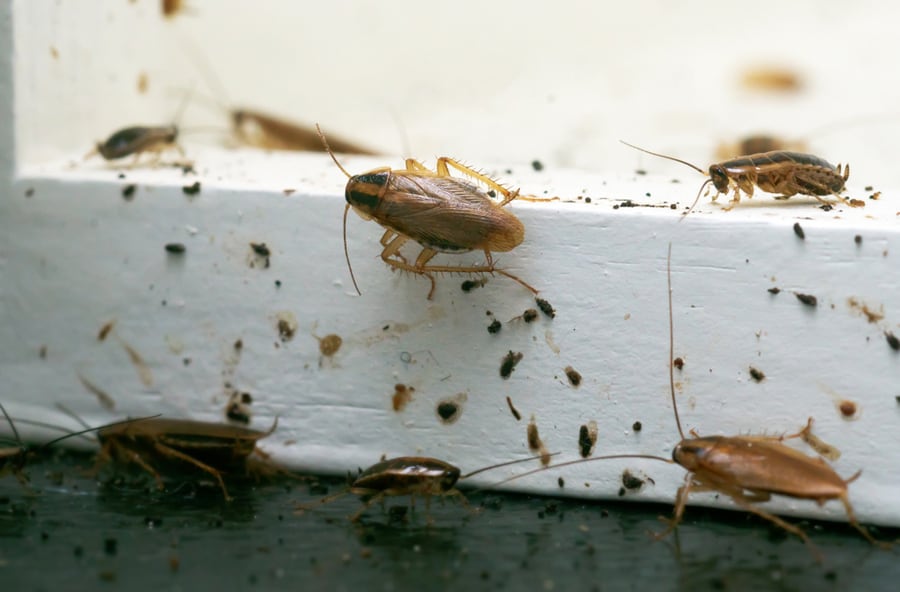 A Lot Of Roaches Sitting On A White Wood