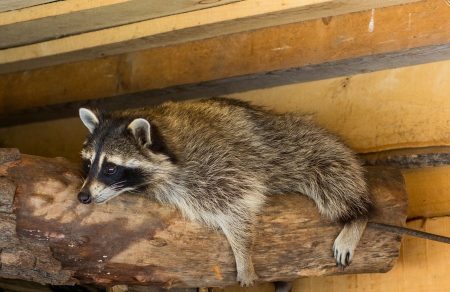 A Raccoon Near The Wooden Wall