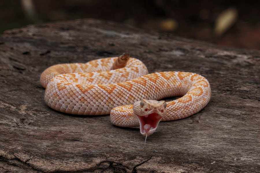 A Rattlesnake Ready To Attack A Prey