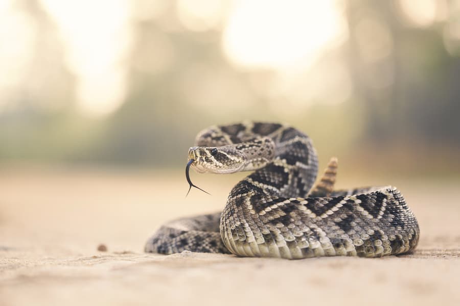 A Rattlesnake