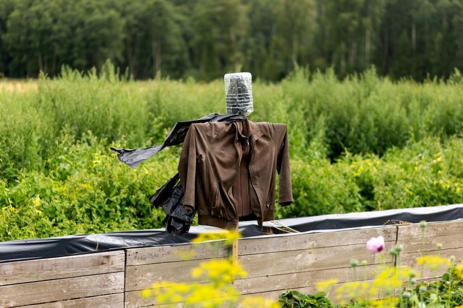 A Scarecrow Stands In The Garden