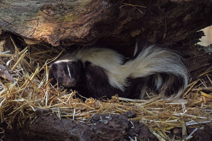 A Skunk In The Nest