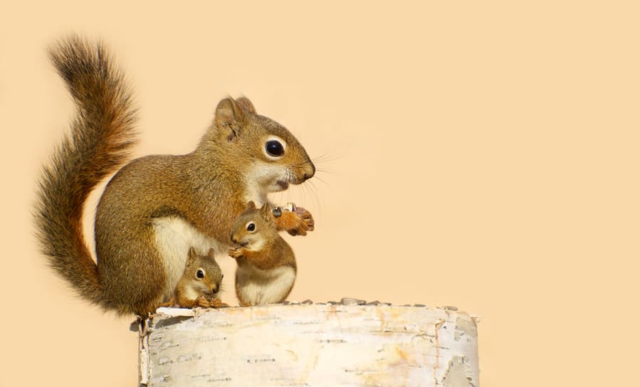 Adult Squirrel With Two Baby Squirrels