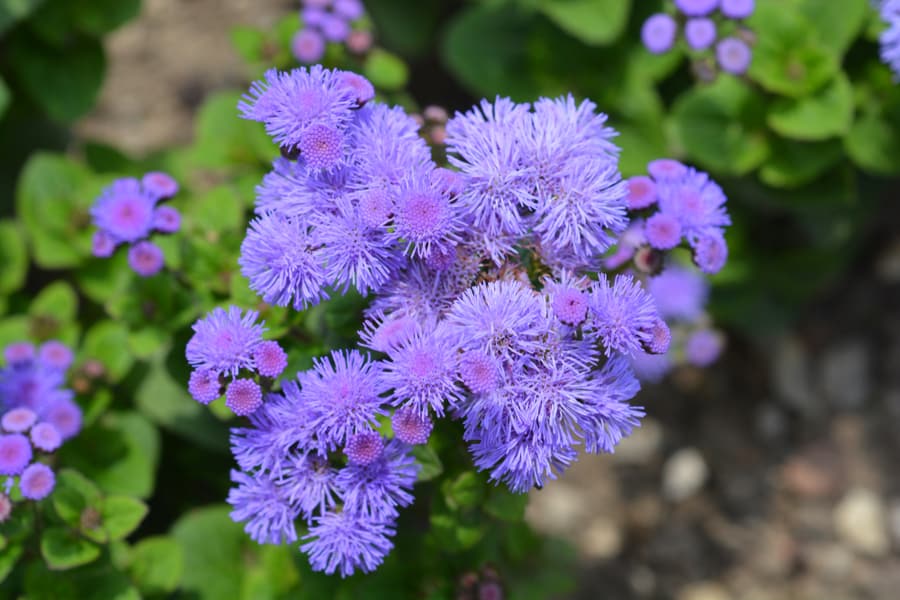 Ageratum