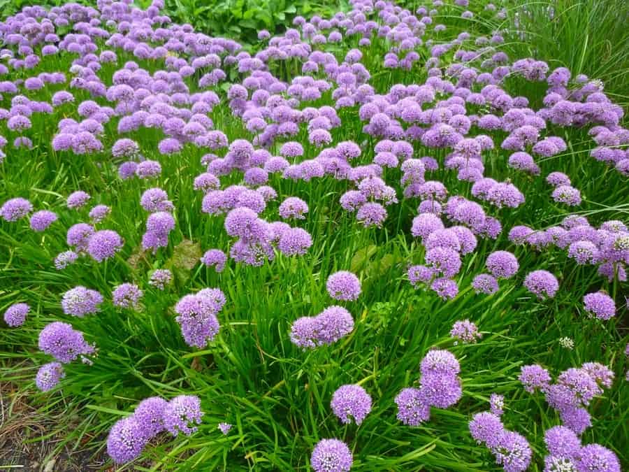 Alliums