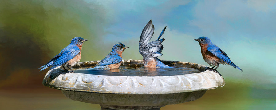 Alternate Water Supply - Bird Bath