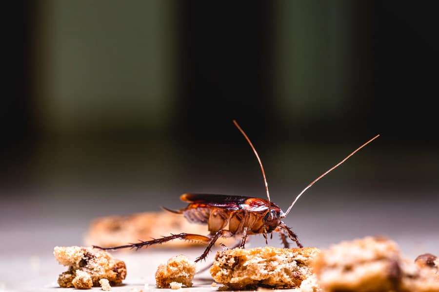 American Cockroach Walking Around The House At Night, Eating Scraps Of Food On The Floor.