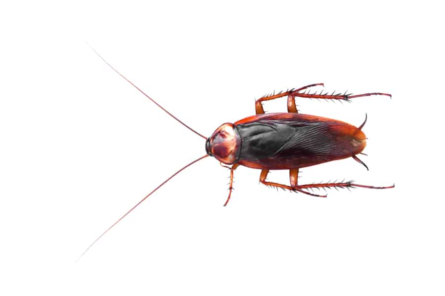 American Roaches (Palmetto Bug)