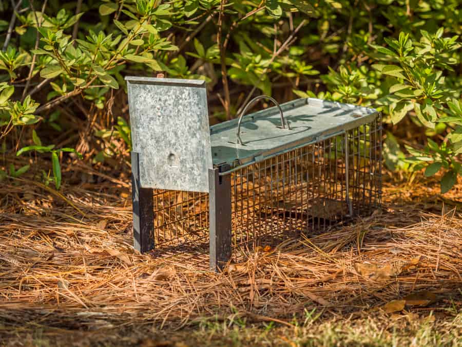 An Opened Pest And Rodent Cage