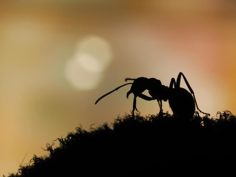 Ant In A Sleeping Mode