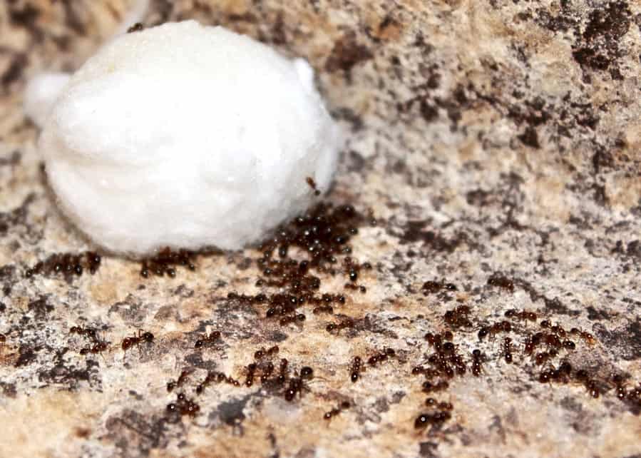Ant Trap With Boric Acid
