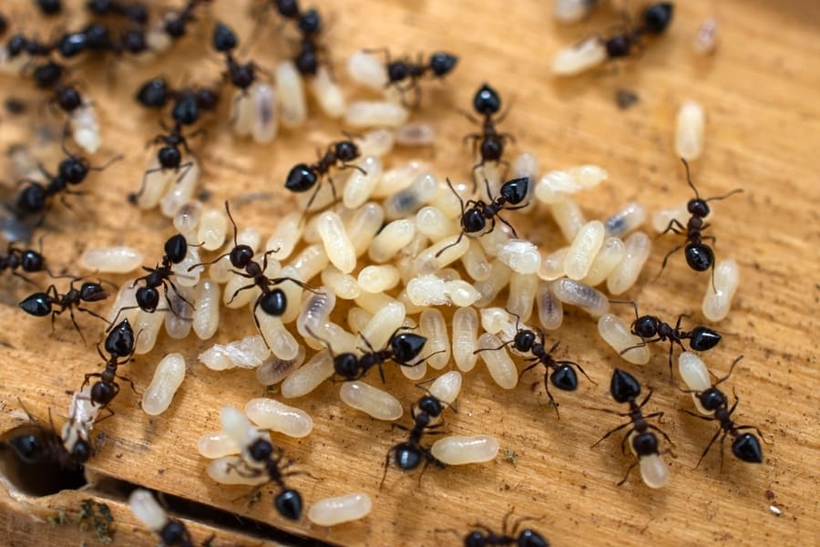 Ants Larvae