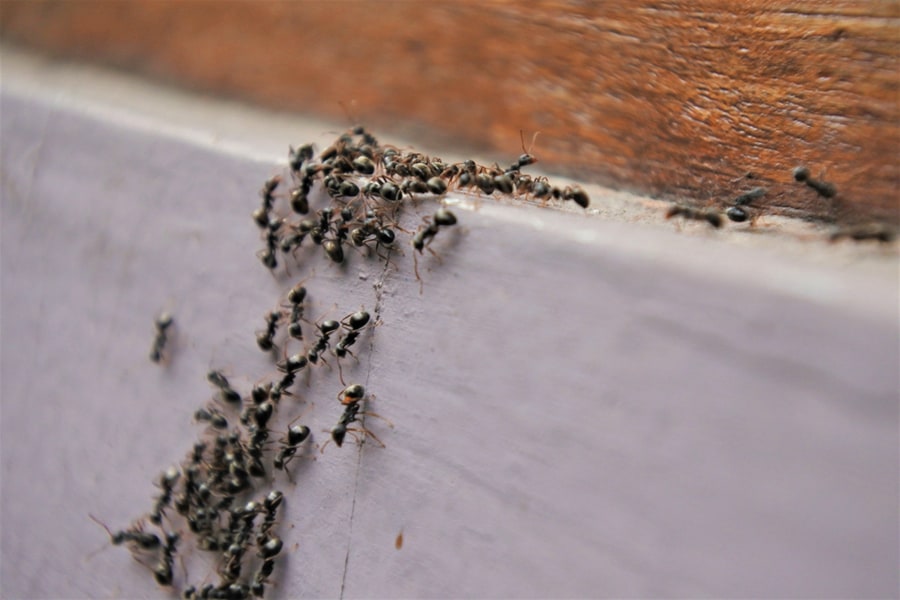 Ants Migrating