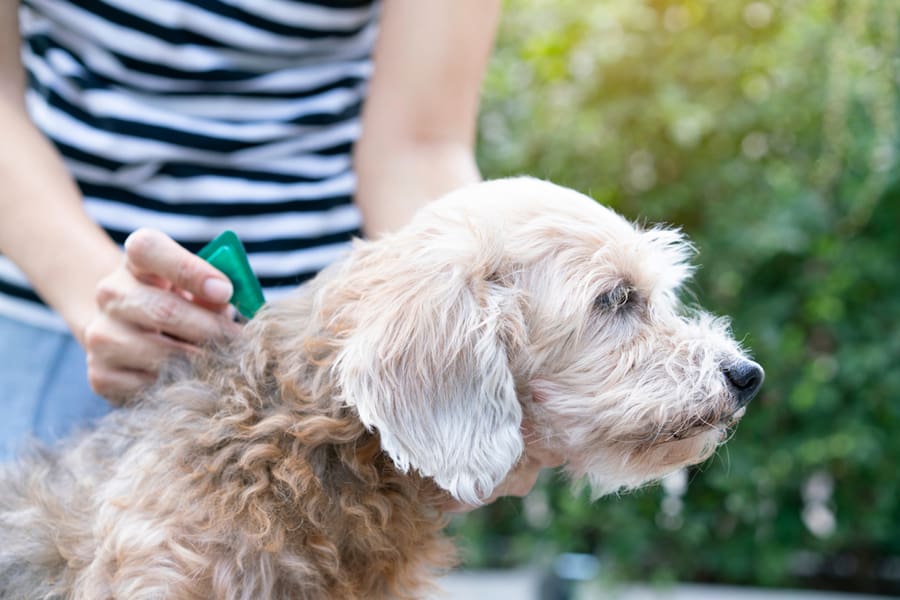 Applying Flea Prevention Treatment To A Pet Dog