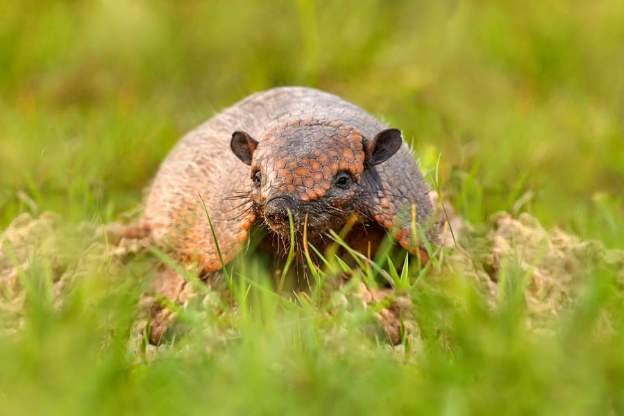 Armadillo In The Grass